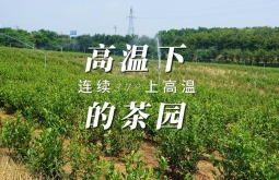 哪些茶园容易遭受高温旱害？